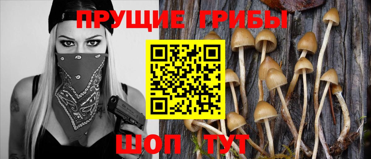 Галлюциногенные грибы Cubensis Зеленогорск